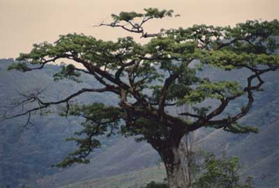 Plein écran