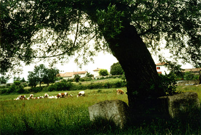 Cliquez pour agrandir